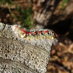 Trichiocercus sparshalli