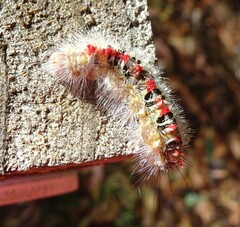 Trichiocercus sparshalli