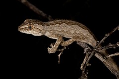 Strophurus intermedius