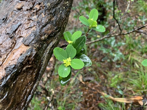 Wikstroemia pseudoretusa iNat (1)