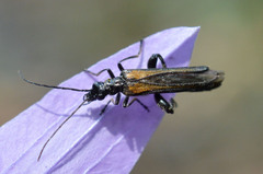 Oedemera pthysica