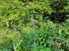 Asyneuma campanuloides