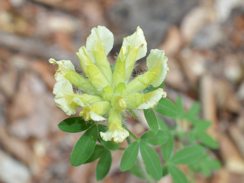 Chamaecytisus albus, photograph 1