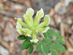 Chamaecytisus