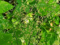 Poa nemoralis