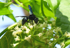 Indodynerus capitatus