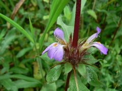 Hygrophila auriculata