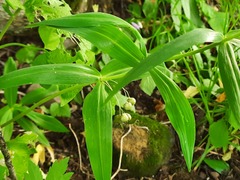 Polygonatum verticillatum