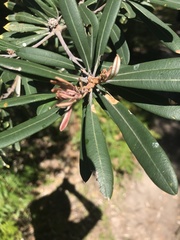 Banksia integrifolia