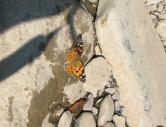Vanessa cardui