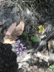 Pelargonium australe