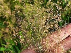 Poa nemoralis