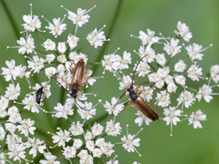Alosterna tabacicolor