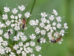 Alosterna tabacicolor