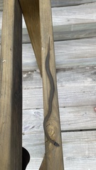 Elapognathus coronatus