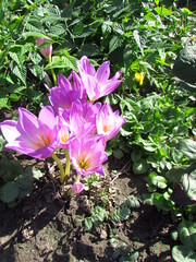 Colchicum speciosum