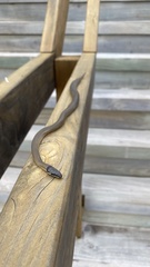 Elapognathus coronatus