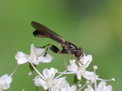 Sphegina