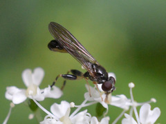 Sphegina