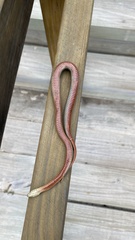 Elapognathus coronatus