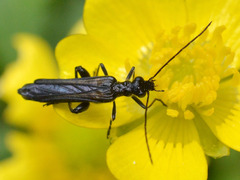 Oedemera pthysica