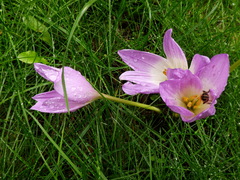 Colchicum speciosum