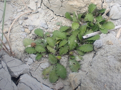 Leptinella