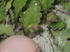 Leptinella