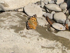 Vanessa cardui