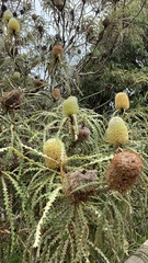 Banksia speciosa