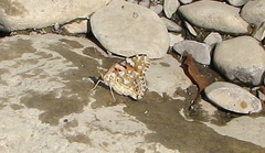 Vanessa cardui
