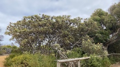 Banksia speciosa