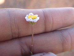 Felicia muricata