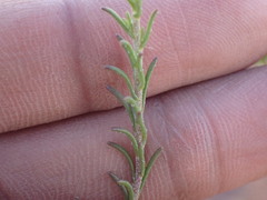 Felicia muricata