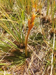 Aciphylla pinnatifida