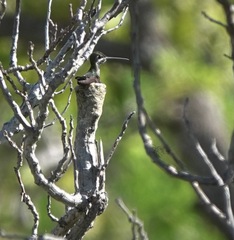 Heliomaster longirostris