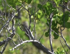 Heliomaster longirostris