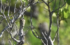 Heliomaster longirostris