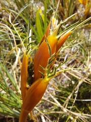 Aciphylla pinnatifida