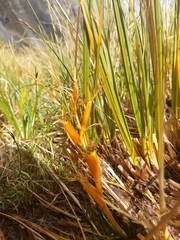 Aciphylla pinnatifida