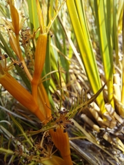 Aciphylla pinnatifida