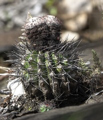 Melocactus neryi