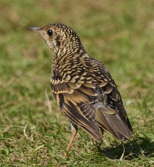 Zoothera aurea