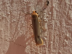 Eilema depressa