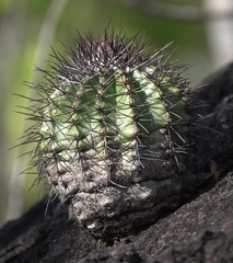 Melocactus neryi