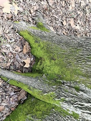 Pseudanomodon attenuatus