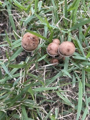 Panaeolus