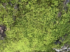 Pseudanomodon attenuatus