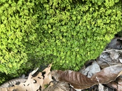 Pseudanomodon attenuatus