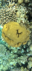 Leptoria phrygia